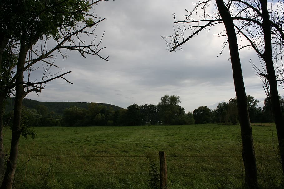 germany, bad pyrmont, forest, tree, trees, fence, wood, mountain HD wallpaper