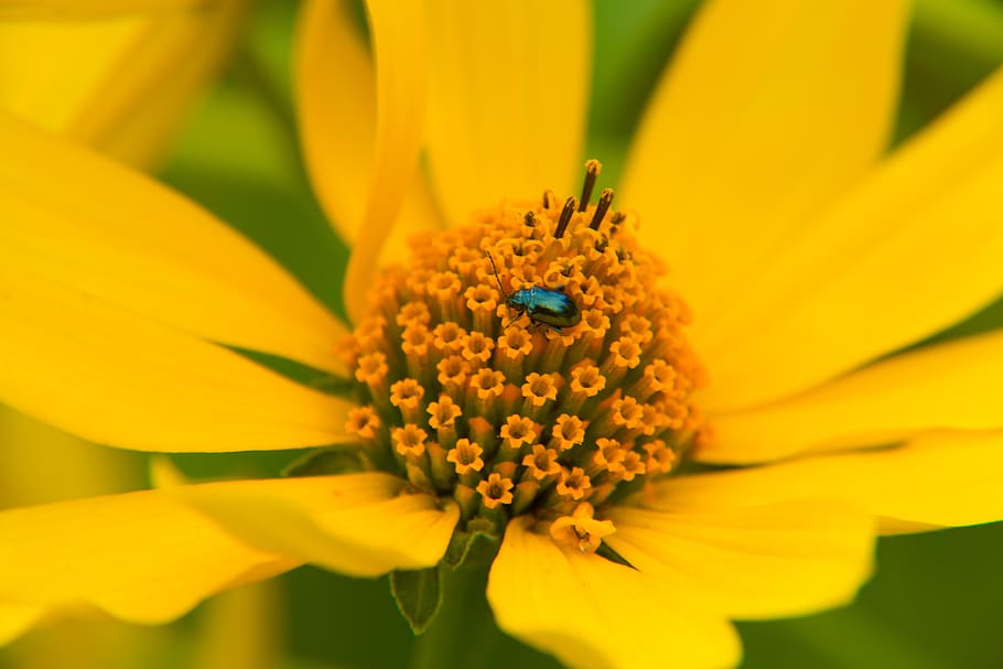 ukraine, kiev, flower, bug, macro, flowering plant, fragility HD wallpaper