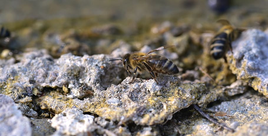 bee, stone, crawl, insect, flight insect, stripes, ground, away HD wallpaper