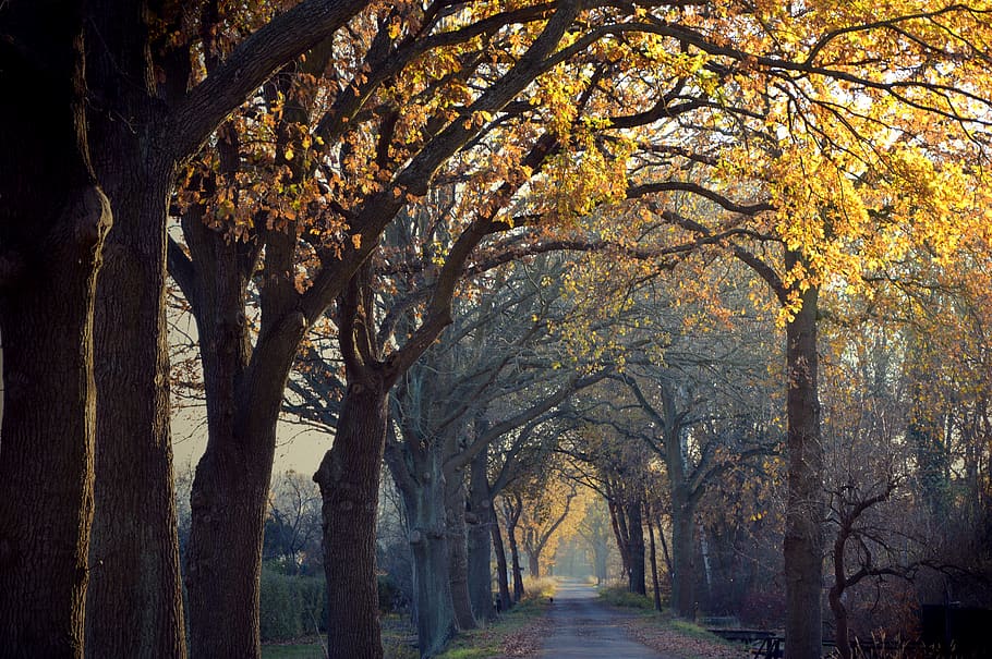 avenue, road, away, trees, landscape, dark, mystical, autumn HD wallpaper