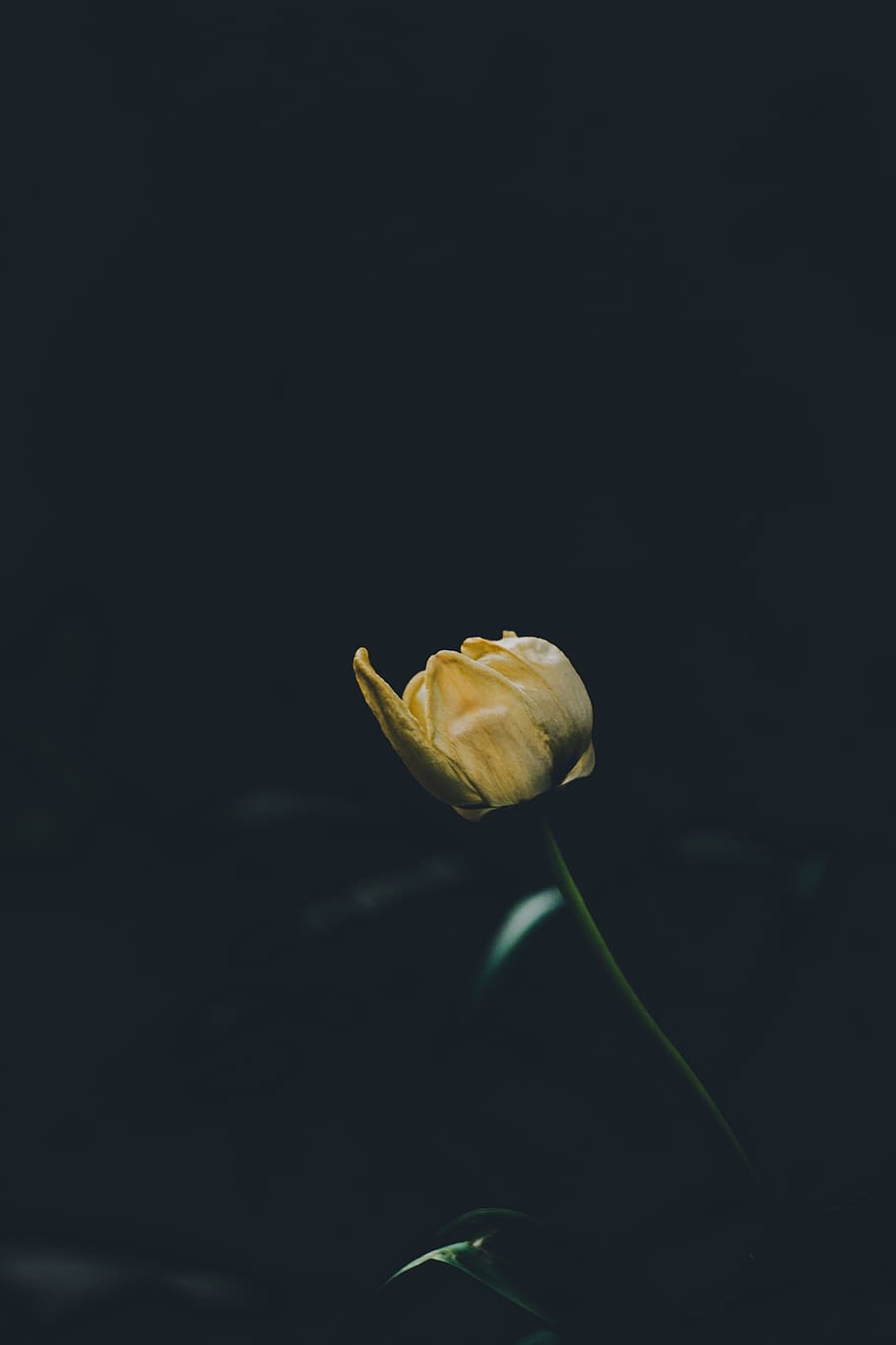 white-petaled flower, plant, blossom, tulip, lily, pond lily HD wallpaper
