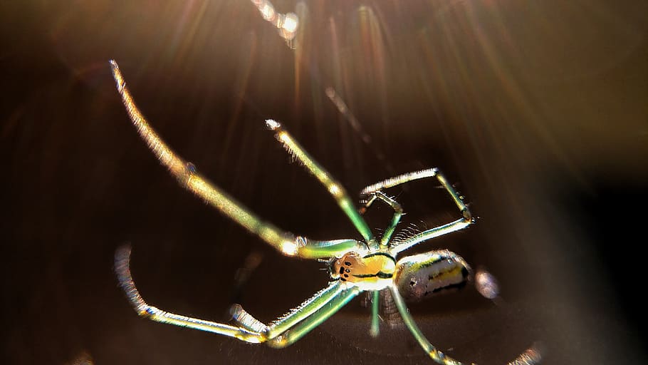 macro, spider, green, animal themes, one animal, invertebrate HD wallpaper