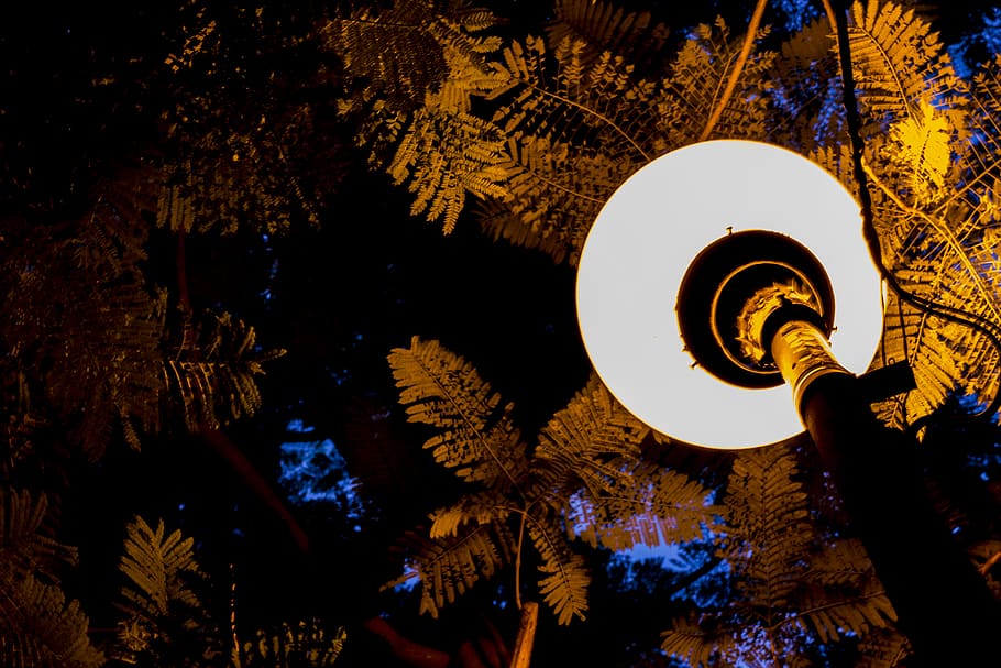 mexico, guadalajara, trees, light, night, illuminated, low angle view HD wallpaper