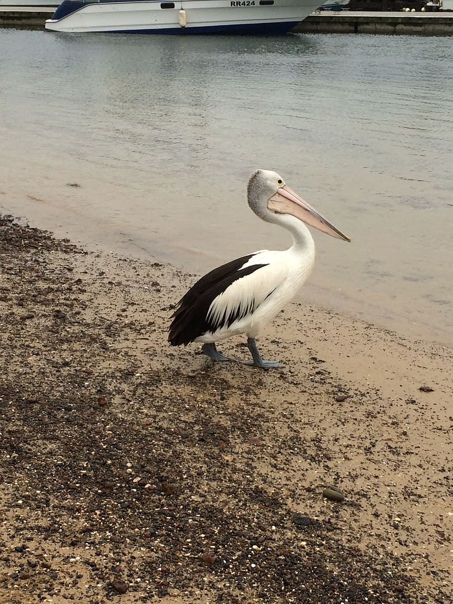 australia, nature, melbourne, animal themes, vertebrate, bird HD wallpaper