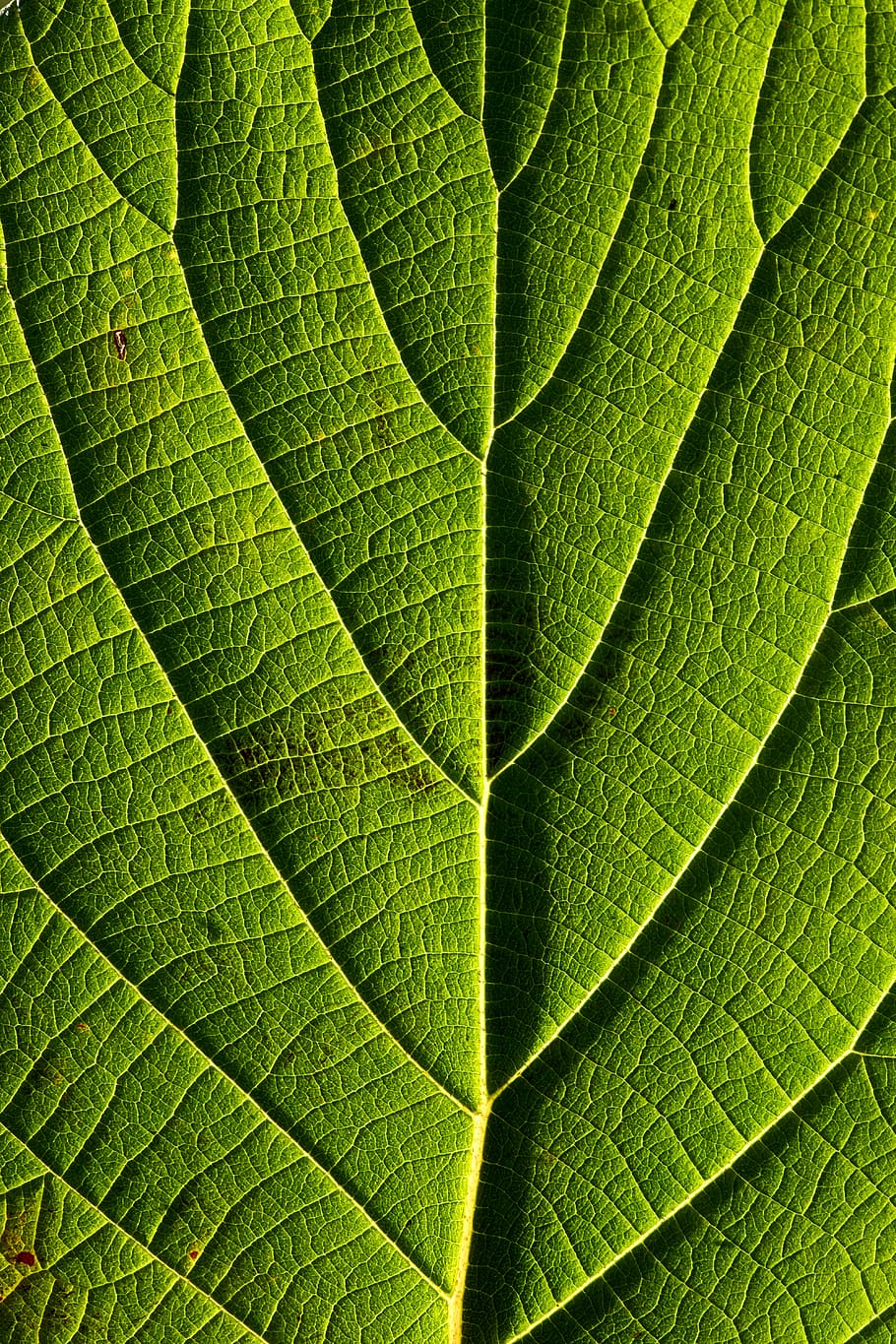 green leaf, plant part, full frame, green color, backgrounds HD wallpaper