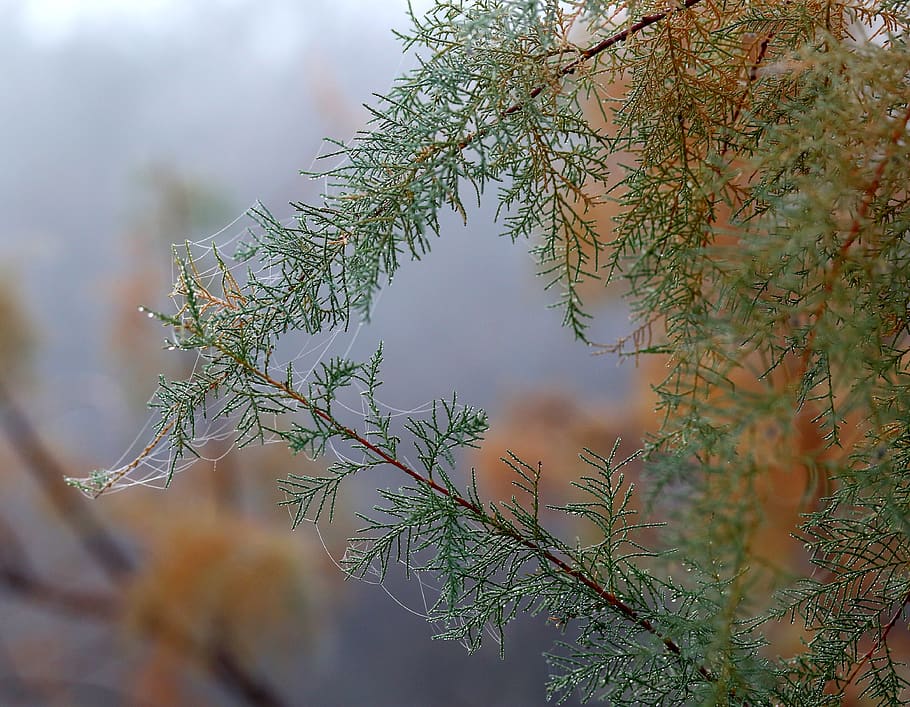 casey, tree, spider web, autumn, wet, drops, yellow, plant HD wallpaper