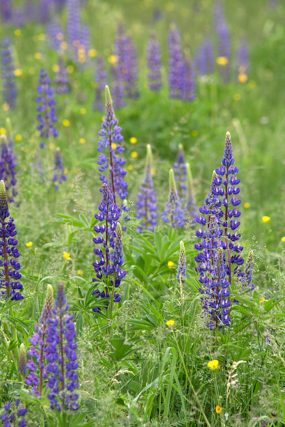 Selective Focus Photography of Purple Lupine Flowers in Bloom HD wallpaper