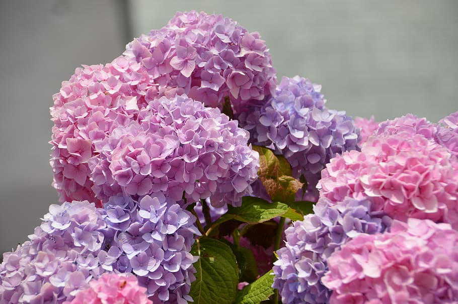 hydrangea, purple, pink, flower, flora, border floral, hedge HD wallpaper