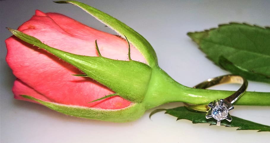 rose, single bloom, bud, salmon pink, ring, ladies ring, diamond ring HD wallpaper