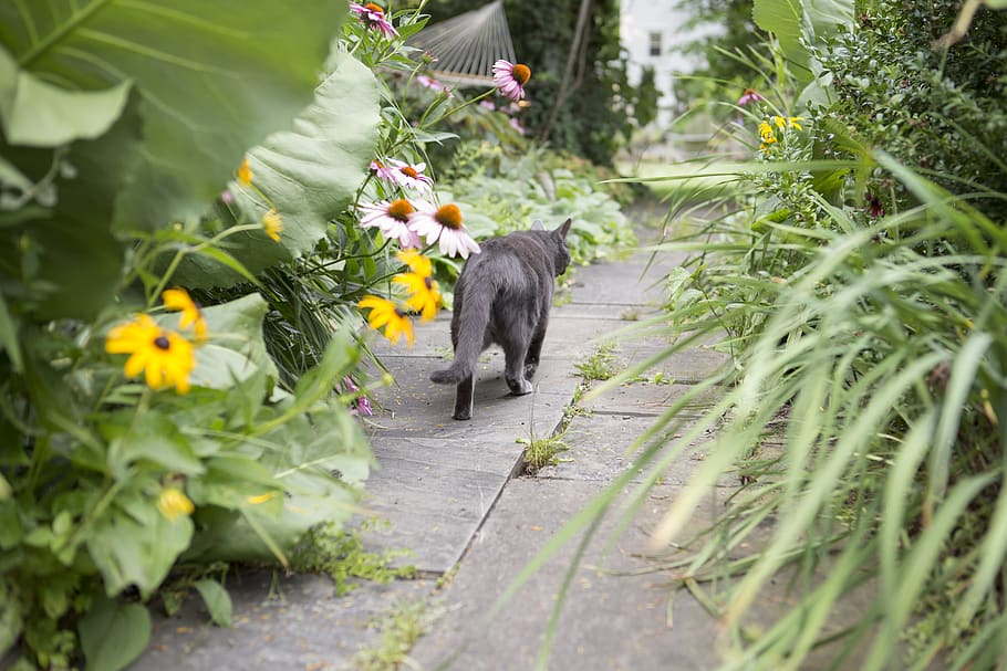black cat walking between plants, animal, bear, black bear, wildlife HD wallpaper