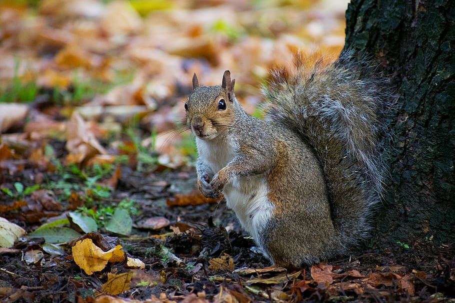 brown squirrel beside tree slab, animal wildlife, animal themes HD wallpaper