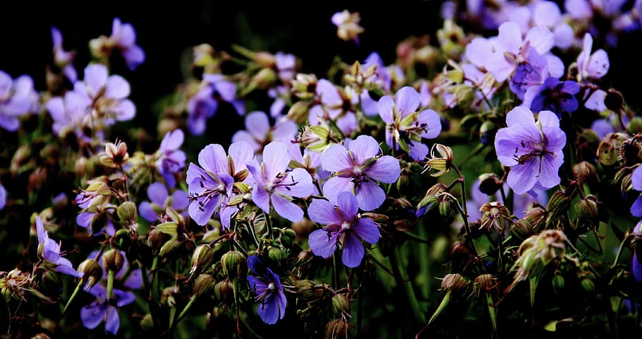 blue, flowers, summer, sun, flowering plant, freshness, beauty in nature HD wallpaper