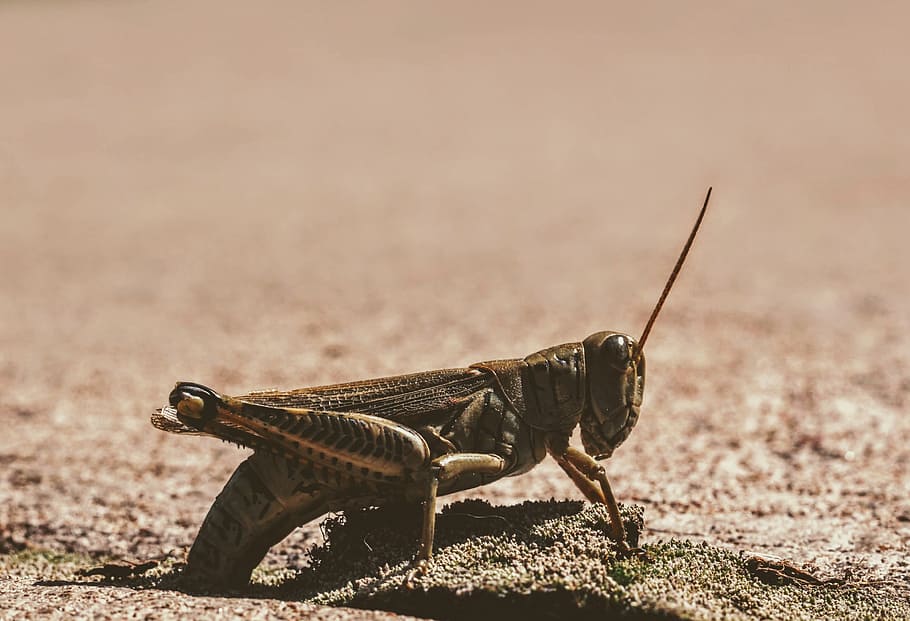 brown grasshopper, leg, face, antennae, insect, bug, macro, outdoors HD wallpaper