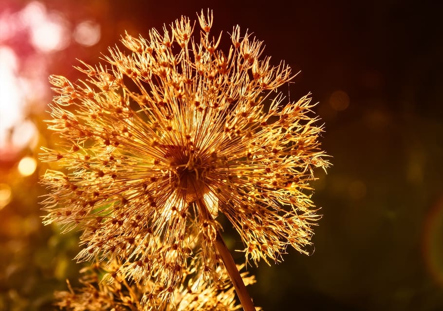 blossom, bloom, withered, onion leeks, faded, close up, dry HD wallpaper