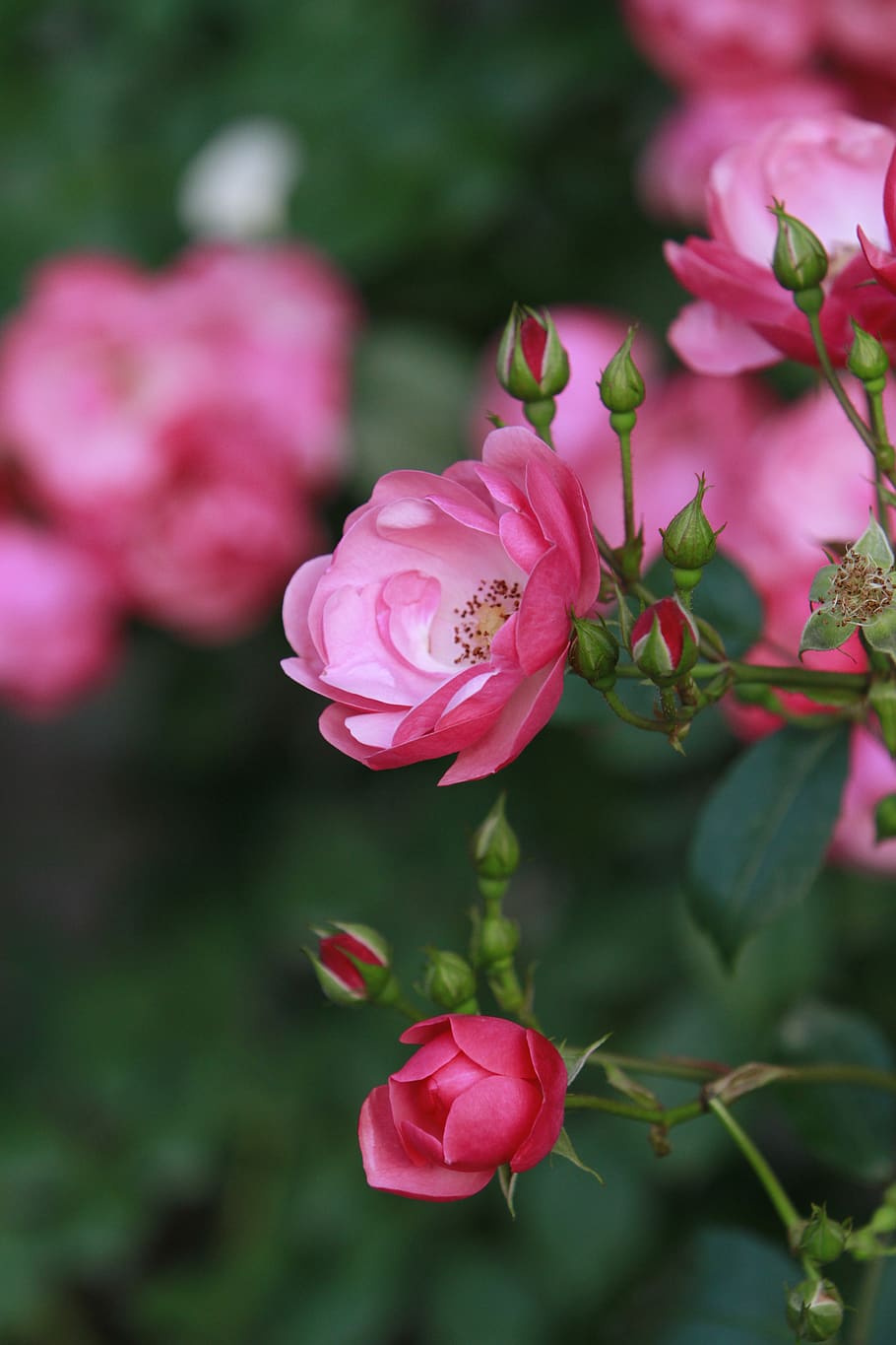 rose, flowers, flowering plant, pink color, beauty in nature HD wallpaper