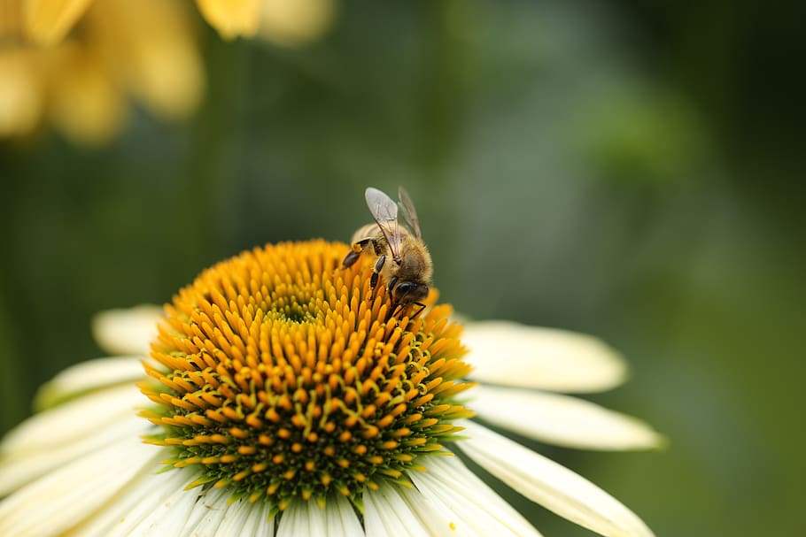 insect, bee, coneflower, blossom, bloom, plant, summer, nectar HD wallpaper