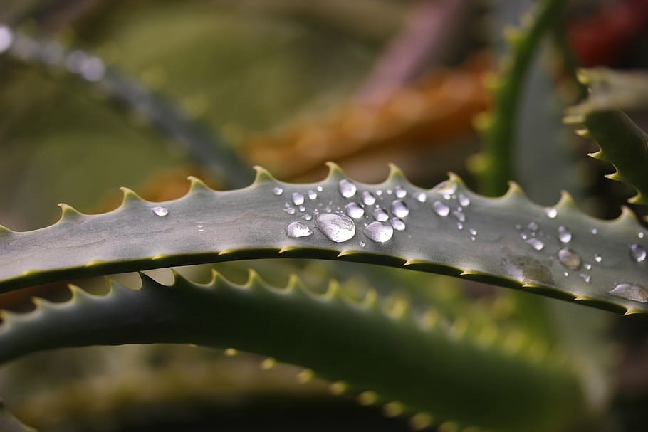 nature, drops, leaf, droplet, plant, green, water, close-up HD wallpaper