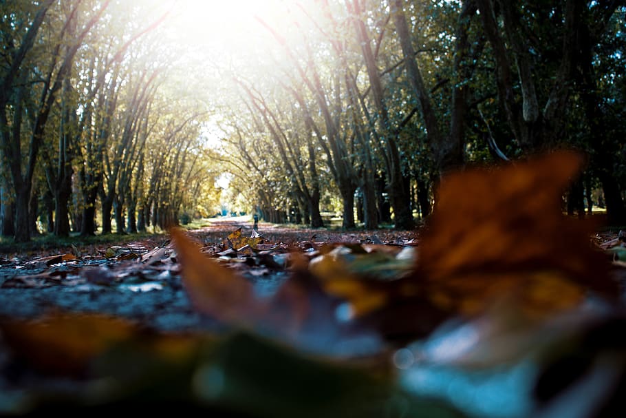 argentina, la plata, leaf, trees, fall, autumn, forest, plant HD wallpaper