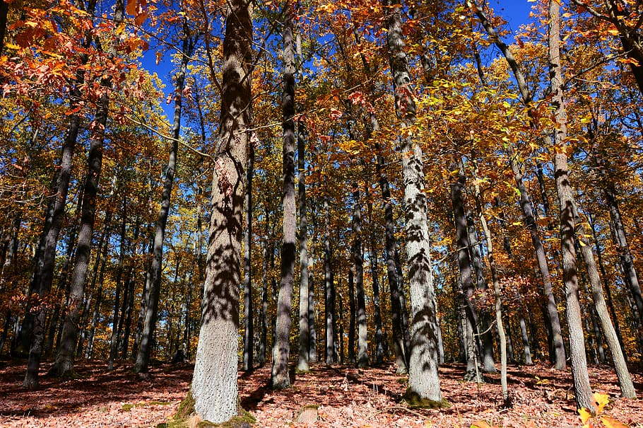 forest, deciduous forest, trees, deciduous trees, landscape HD wallpaper