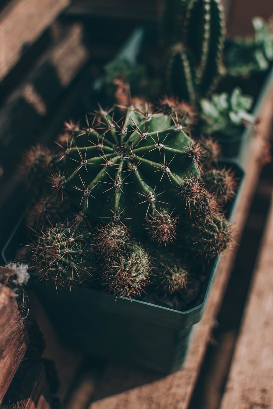 selective focus photography of cactus in pot, plant, construction, HD wallpaper