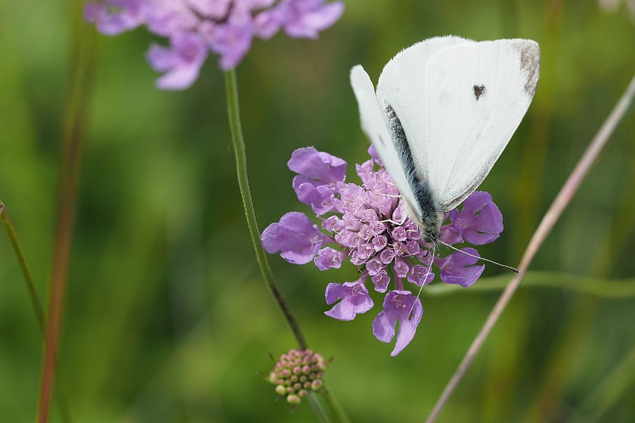 nature, butterfly, white, macro, flower, meadow, flowering plant HD wallpaper