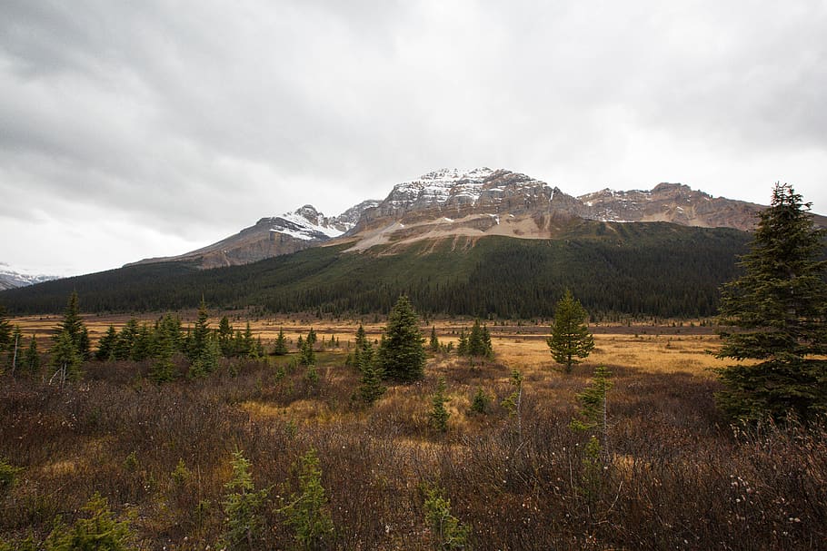 canada, jasper, trees, mountain, alberta, lake, cloud - sky HD wallpaper