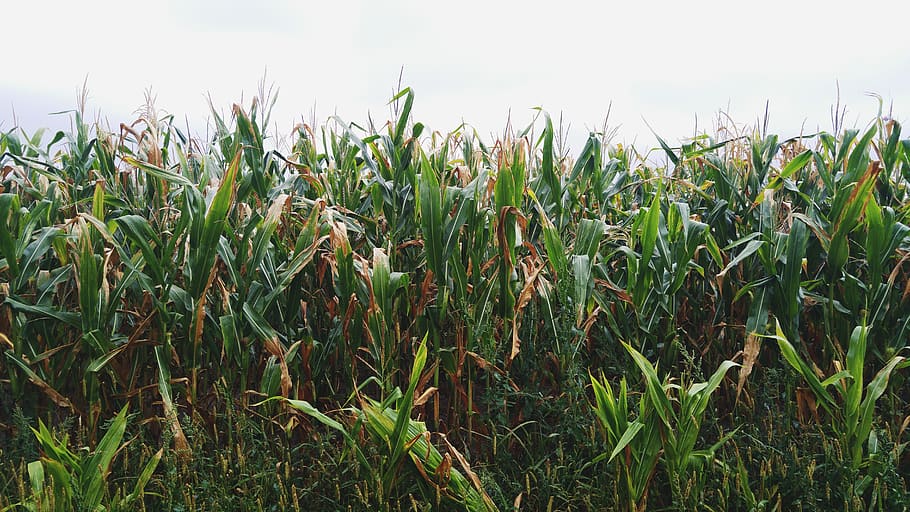 nature, summer, growth, plant, field, agriculture, land, crop HD wallpaper