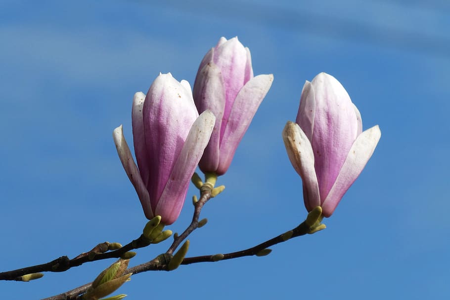 magnolia, flower, button, bloom, spring, garden, blossom, flowers HD wallpaper
