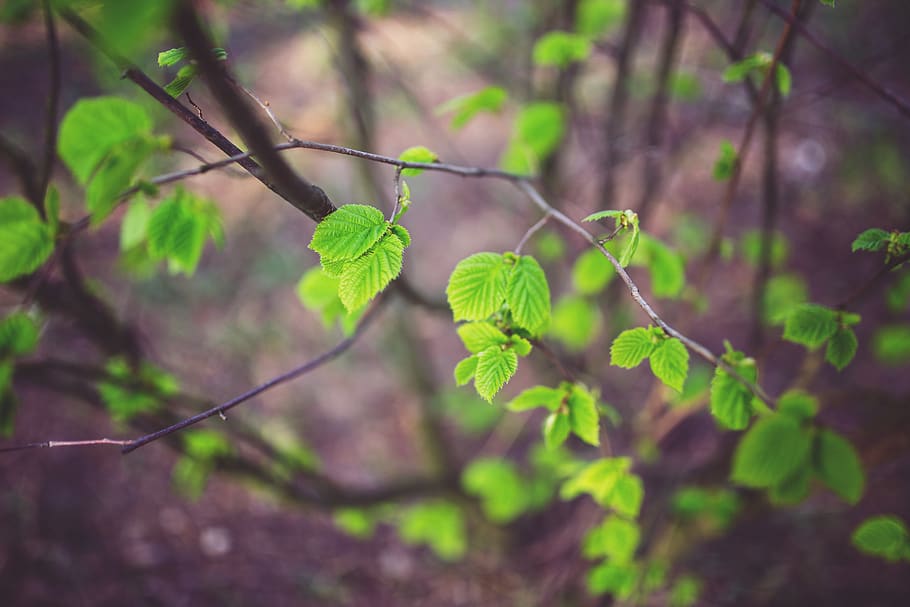 Young little leaves, branch, nature, plant, growth, leaf, plant part HD wallpaper
