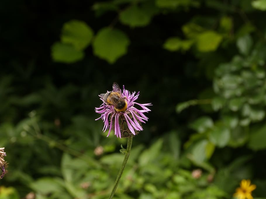 meadow, flower, bee, grass, summer, flowering plant, fragility HD wallpaper