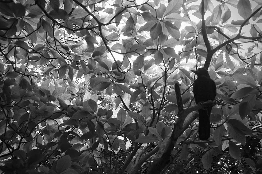 crow, bird, tree, view, empty mind, plant, branch, vertebrate HD wallpaper