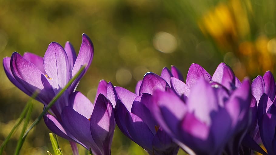 crocus, flower, spring, nature, blossom, bloom, purple, close up HD wallpaper