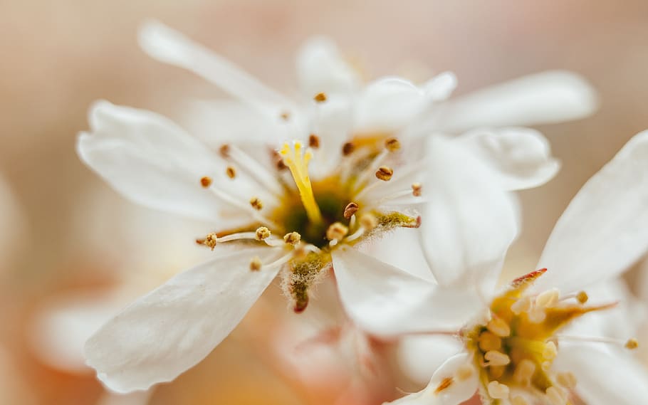 white, flowers, petals, blur, plant, flowering plant, beauty in nature HD wallpaper