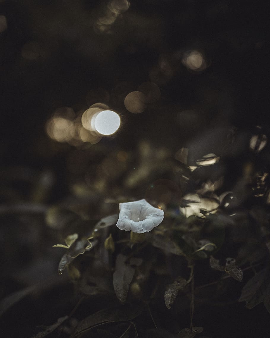 us, springfield, greenway, landscape, foliage, bokeh, flower HD wallpaper