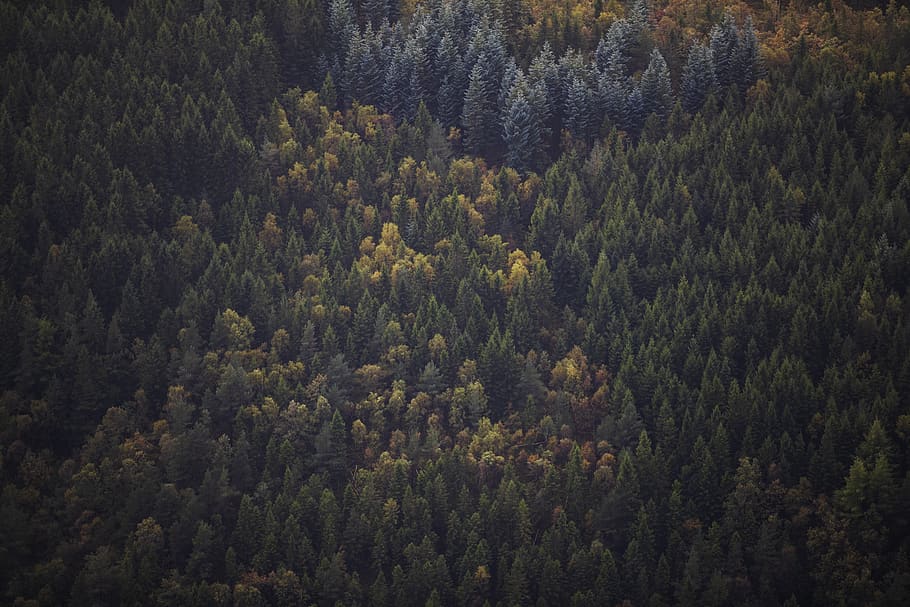 high-angle view of trees, plant, forest, beauty in nature, scenics - nature HD wallpaper