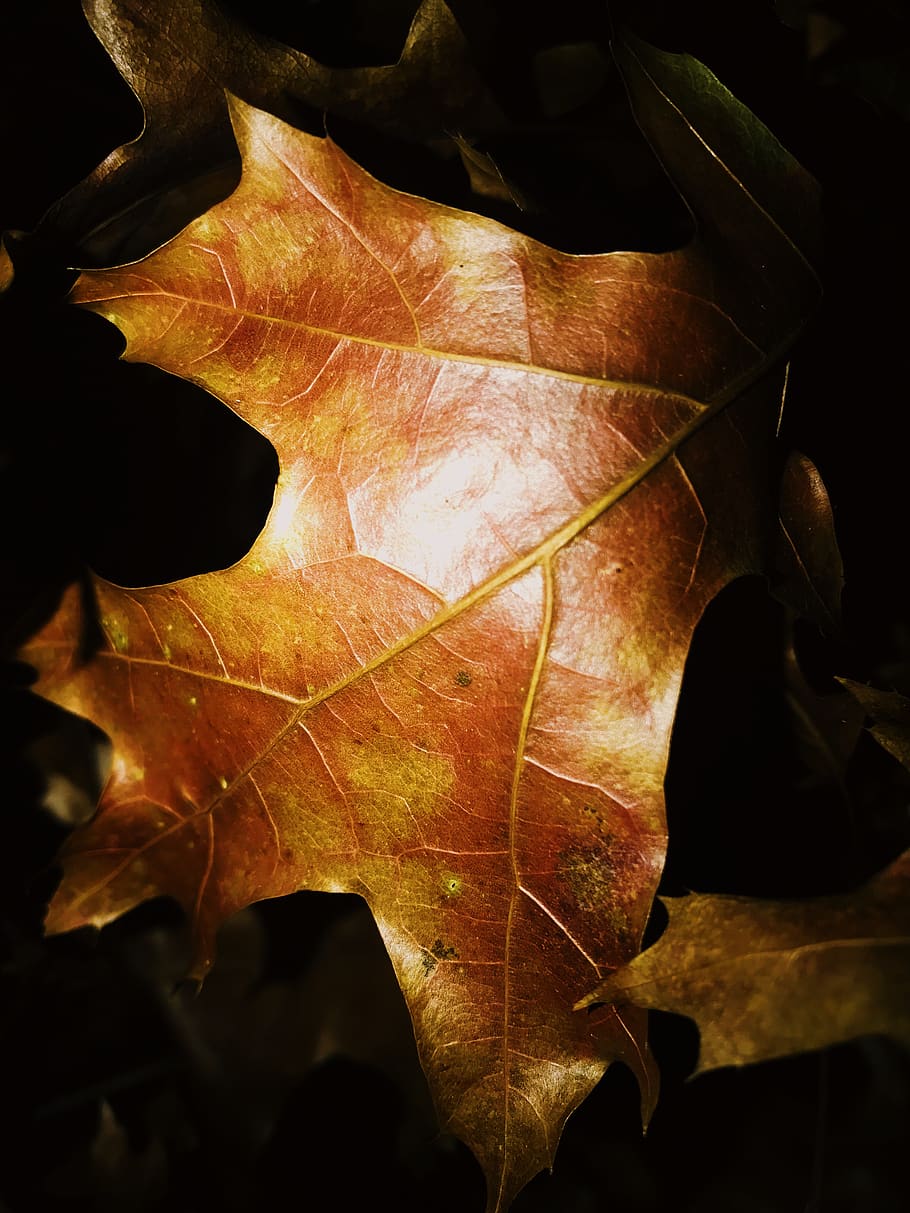 leaf, nature, iphone, tree, plant part, autumn, leaf vein, dry HD wallpaper