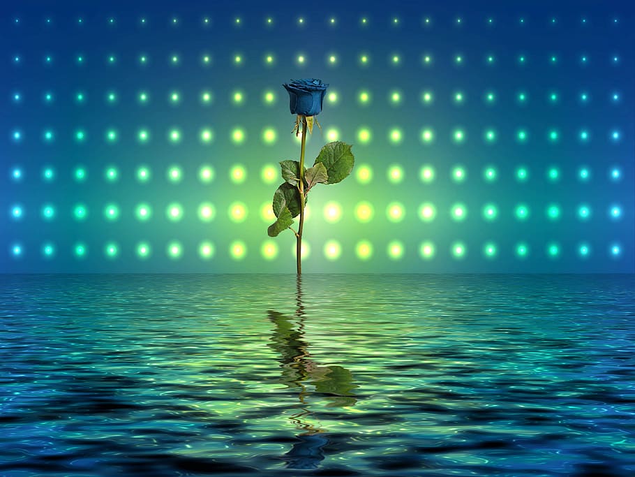 flower, rosa, blue, water reflection, color, plant, illuminated HD wallpaper