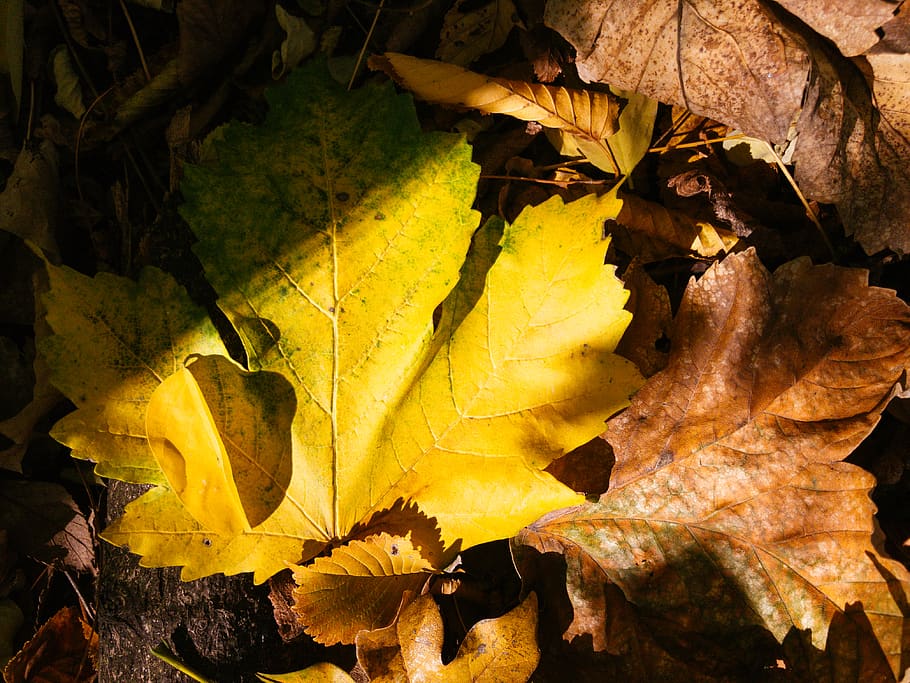 daylight, outside, forest, nature, colors, leafs, yellow, plant part HD wallpaper