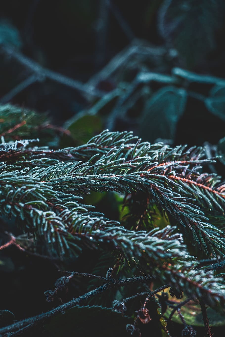 fig leaf, tree, plant, conifer, spruce, germany, pine, abies HD wallpaper