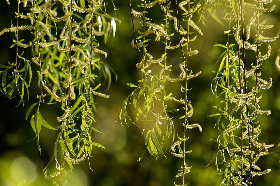 weeping willow, hängeweide, tree, leaves, kitten, green, yellow HD wallpaper