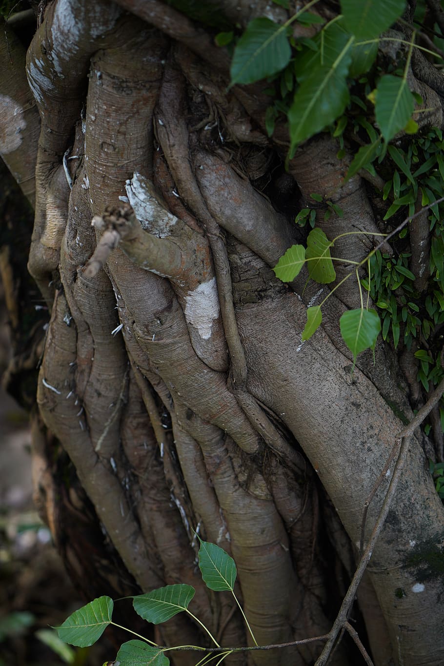 bridge - built structure, root, asia, beginnings, journey, tropical rainforest HD wallpaper