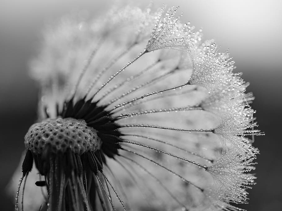 grayscale photo of flower, close-up, beauty in nature, plant, HD wallpaper