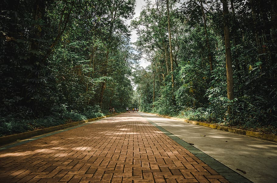 Empty Pathway, beautiful, environment, footpath, green, guidance HD wallpaper