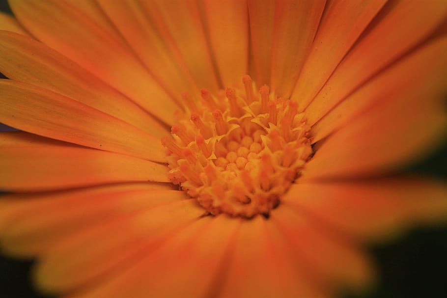 object, floral, nature, flower, flowering plant, freshness HD wallpaper