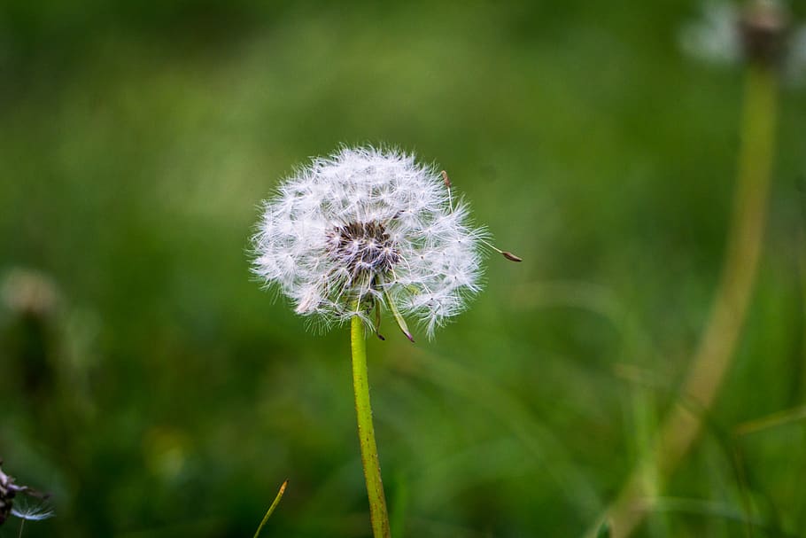 dandelion, wish, peck, flower, wallpaper, beauty, plant, fragility HD wallpaper