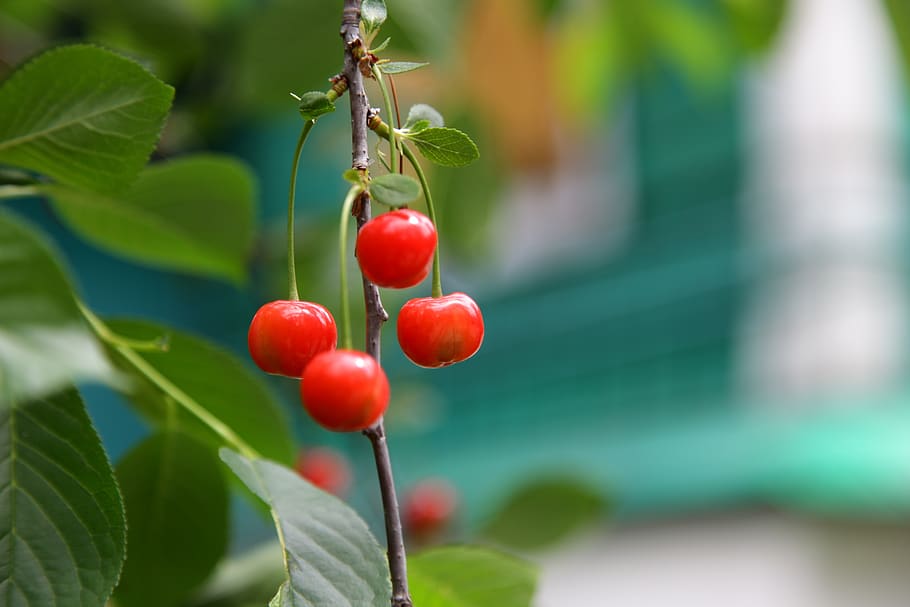 cherry, berry, nutrition, red, fresh, ripe, vitamins, nature HD wallpaper