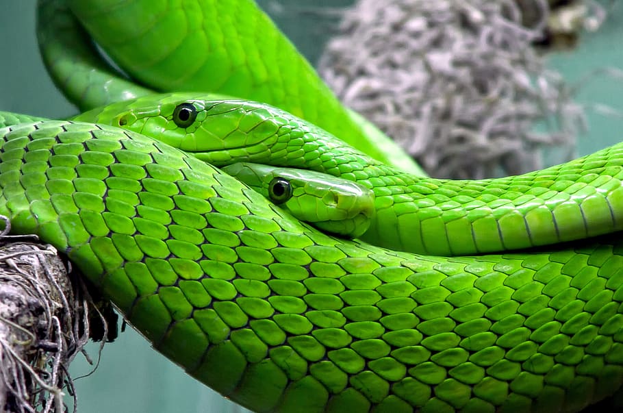 Two Green Snakes, animal, green mamba, lizard, nature, pattern