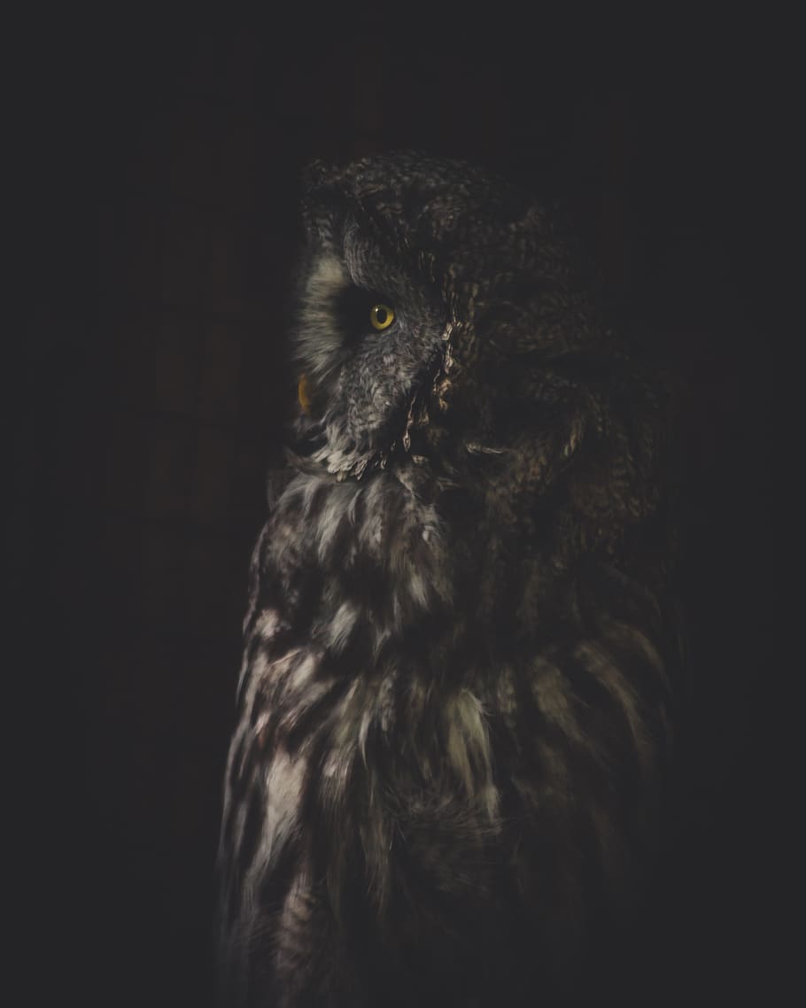 Cute Owl Tumblr Wallpapers For Iphone  Wallpaper Cave