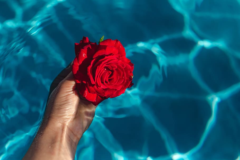 Fresh garden rose on the blue water of a swimming pool on a warm summer day