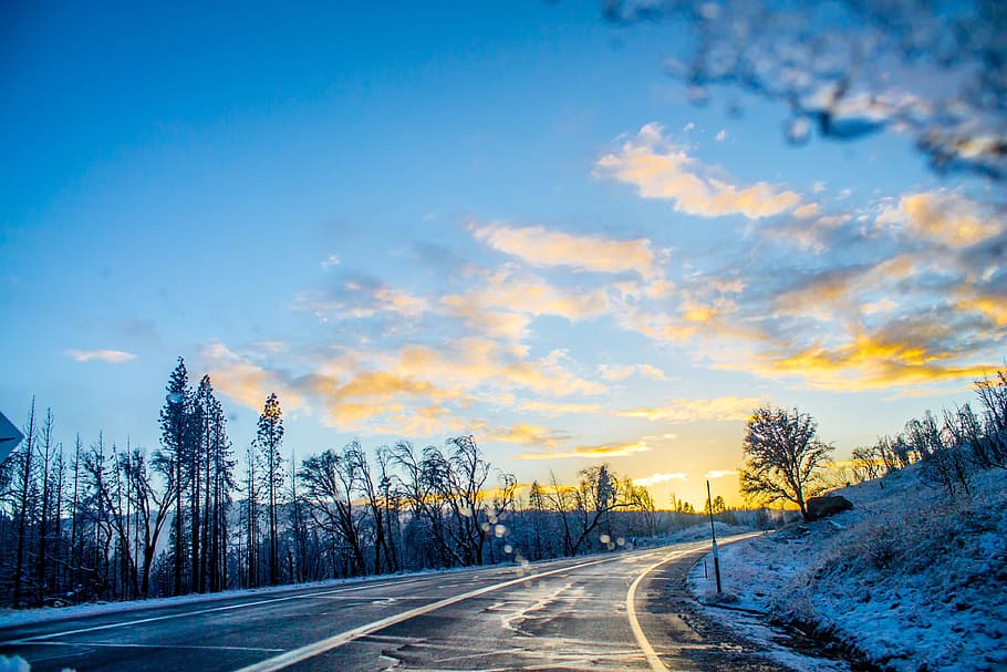 Trees Beside Asphalt Road, blue, cold, dawn, zing, frost, frosty HD wallpaper